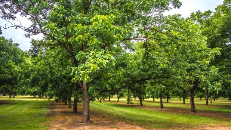 Cómo Cultivar y Cuidar una Planta de Nueces Pecán en Casa 17 arbol de nueces pecan en jardin hogar