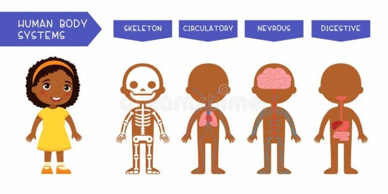 Cuáles son las partes del cuerpo para enseñar a los niños fácilmente 15 ilustracion colorida de partes del cuerpo nino